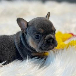 French Bulldogs from Moody Blues French Bulldogs