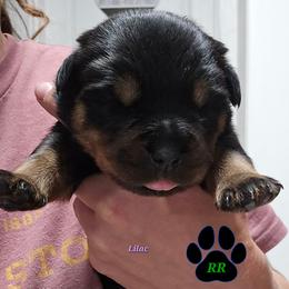 Lilac - Black and mahogany female Rottweiler puppy in Tangent, Oregon from Raya's Royals