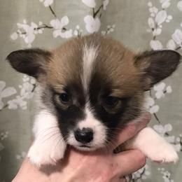 Girl 5 - Fawn female Pembroke Welsh Corgi puppy in Indian Valley, Idaho from Indian Valley Corgies