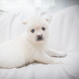 Aurora - White female Pomsky puppy in St. Petersburg, Florida from Neon Moon Pomskies