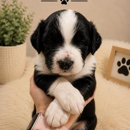 Roosevelt - Tri-color male Bernedoodle puppy in Center Line, Michigan from Mitten Made Bernedoodles