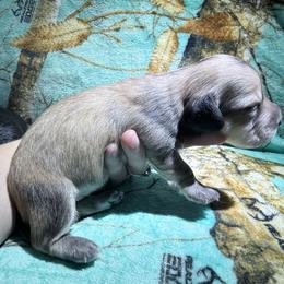 Cream male - Cream male Dachshund puppy in Umatilla County, Oregon from Divine Dogs