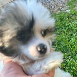 Puff boy - White male Chinese Crested puppy in Rockvale, Tennessee from Cosmic Chinese Cresteds & Wind-Echo Poodles