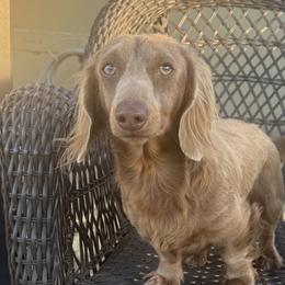 Dachshunds from Riverside Miniature Dachshunds