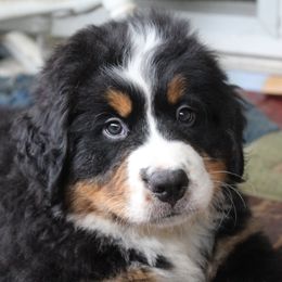 Bernese Mountain Dog Puppies from Baby Bear Bernese Kennel