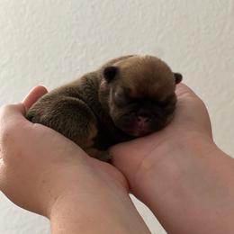 Girl 2 - Fawn female French Bulldog puppy in Galt, California from The three little frenchies