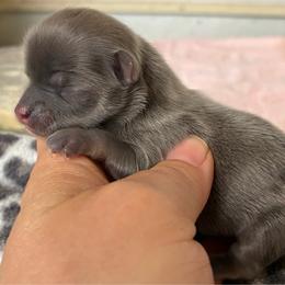 Bella - Blue female Chihuahua puppy in Westport, New York from Chantilly chihuahuas