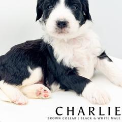 Charlie - male Australian Mountain Doodle puppy in Tipton, Indiana from Country Creek Doodles