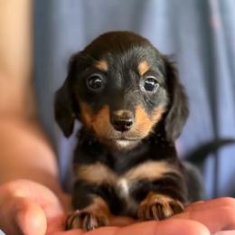 Sandy - Black and tan female Dachshund puppy in Grand Junction, Michigan from J.C fur babies