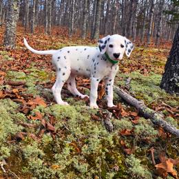 Regent - White and black male Dalmatian puppy in Salem, Missouri from Paradise Spots Dalmatians