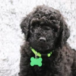 Poodle Puppies from Absolutely Pampered Poodles