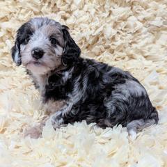 Glacier - female Australian Mountain Doodle puppy in Placerville, California from Quartz Mountain Doodles