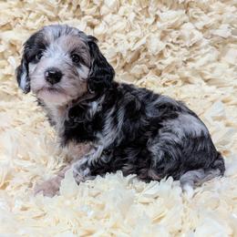 Glacier - female Australian Mountain Doodle puppy in Placerville, California from Quartz Mountain Doodles
