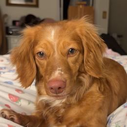 Frida - Dachshund