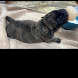 Leonardo - Brindle male Mastiff puppy in Wewoka, Oklahoma from P Diamond Mastiffs