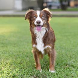 Angel - Miniature Australian Shepherd