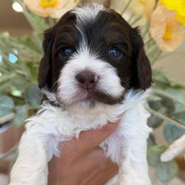 Vanessa - Brown and white female Cockapoo puppy in Yuciapa, California from AlltheDoodlez_