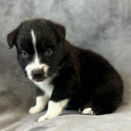 Gunther Male-1 - Black tri-color male Australian Shepherd puppy in Mena, Arkansas from Fat-Bottom Farms