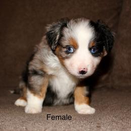 Blue Merle female 2 - Blue merle female Miniature Australian Shepherd puppy in Redding, California from Lavish Luxuries Mini and Toy Australian Shepherds