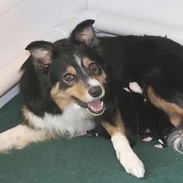 Border Collies from Grand Oakes Border Collies