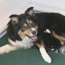 Border Collies from Grand Oakes Border Collies