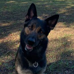 German Shepherds from Forest Shepherd