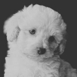 Yorkipoos from Emerald City Poodles