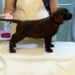 Labrador Retriever Puppies from Wilson Farms & Labradors