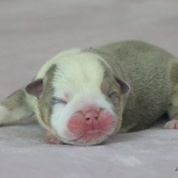Norman - Lilac tri-color male Bulldog puppy in Winnsboro, Texas from JP Ranch Bulldogs