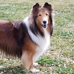 Shetland Sheepdogs from Jammin' Shelties