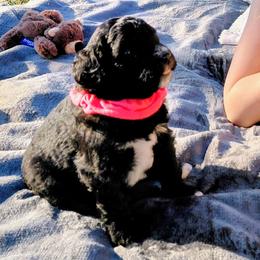 Goldendoodle Puppies from Southern Star Goldendoodles