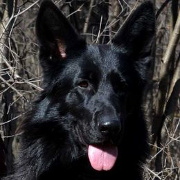 Nord - German Shepherd