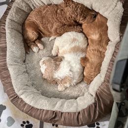 Bernedoodle, Cockapoo, and Goldendoodle Puppies from Avery Doodle Day LLC