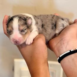 Mack - Blue merle male Miniature Australian Shepherd puppy in Lakeport, California from Akins Aussies/Wild Rose Ranch