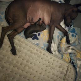 Xoloitzcuintli puppies from Naked nobles kennel