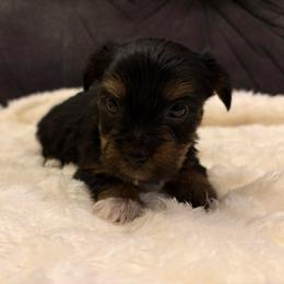 Pineapple - Black and tan male Yorkshire Terrier puppy in San Antonio, Texas from Sweet as dessert puppies