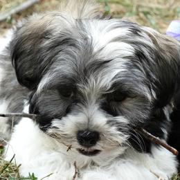 Havanese Puppies from Denise Clark