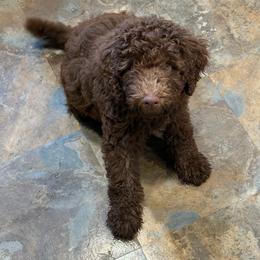 Wren, mint - Brown and white female Aussiedoodle puppy in Grand Haven, Michigan from Happy Hippy Doodles