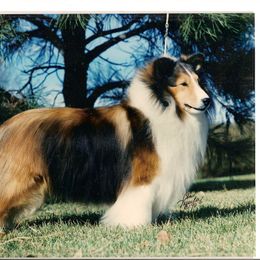 Shetland Sheepdog Puppies from Shalamar Shelties