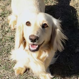 Brooks - Dachshund