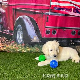 Cavalier King Charles Spaniel, Golden Retriever, and Schnoodle Puppies from Fluffy Buttz