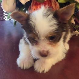 Poppy - Chocolate, tan and white female Yorkshire Terrier puppy in Talladega, Alabama from Scott And Tammy's Lil Yorkies