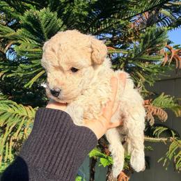 Girl 1 - Cream female Poodle puppy in Orlando, Florida from Florida Miniature Poodles