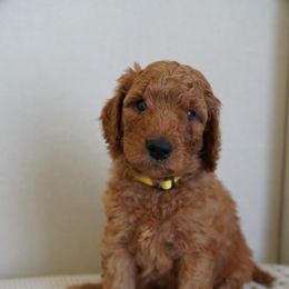 Yellow - Apricot male Goldendoodle puppy in Elk Grove, California from Foxi Goldendoodle
