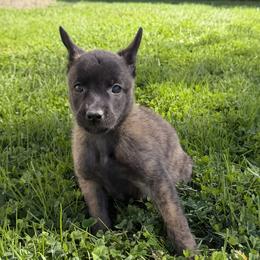 Suki - Black brindle female Dutch Shepherd puppy in Watertown, Connecticut from APACHEK9