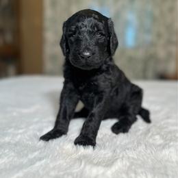 Cedar - Apricot male Goldendoodle puppy in Osage City, Kansas from Golden Ridge Goldens