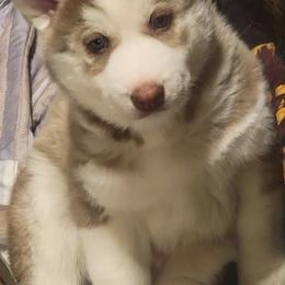 Boy 3 - Red and white Siberian Husky puppy in Starks, Louisiana from Southland Husky Kennels LLC.