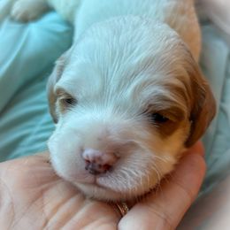 Yetti - Blenheim male Cavapoo puppy in Tucson, Arizona from Cavapoo Puppy Parade