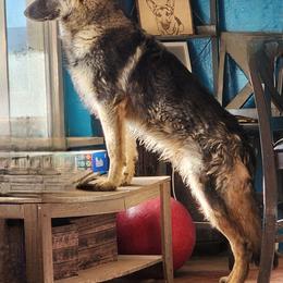 Kase - German Shepherd