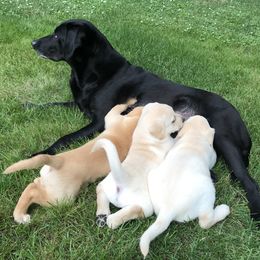 Labrador Retrievers from Citadel's Labradors